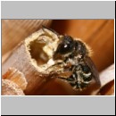 Heriades truncorum - Loecherbiene m06 6mm.jpg